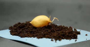 Какие продукты питания люди смогут выращивать и есть на Луне: ученые вырастили ответ