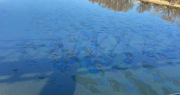 Минэкологии: нефтяное пятно в Днестре не угрожает Кишинёву. Ион Чебан не так оптимистичен