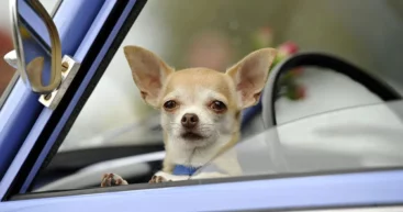 Заднее среднее сиденье автомобиля действительно самое безопасное, однако есть нюанс