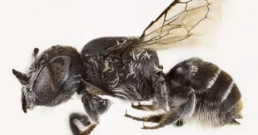В Австралии нашли пчелу с рогами — и назвали ее Люцифером