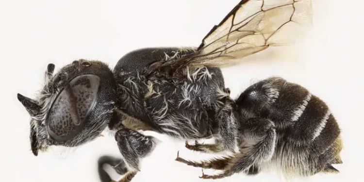 В Австралии нашли пчелу с рогами — и назвали ее Люцифером