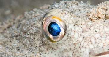 Путь циклопа: наши глаза изначально представляли собой один глаз, расположенный на макушке