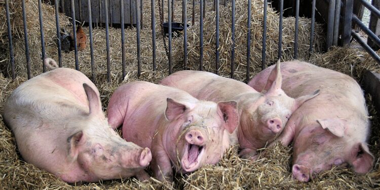 Учёные вывели устойчивых к чуме свиней