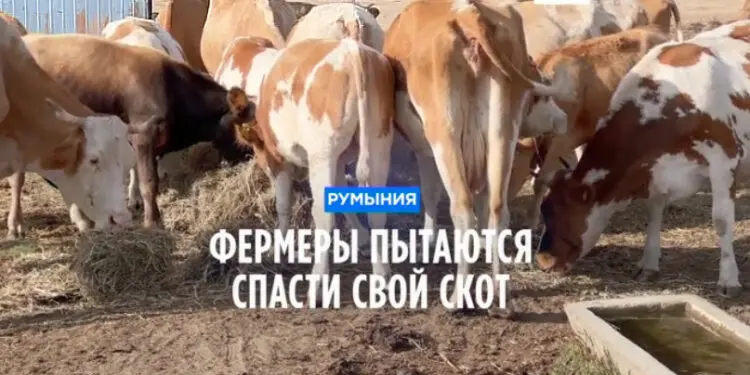 Фермеры в Румынии борются за сохранение поголовья скота. Из-за засухи им трудно обеспечить их кормом
