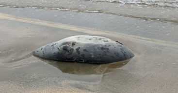 На берегу Каспийского моря в Казахстане нашли более 100 погибших тюленей