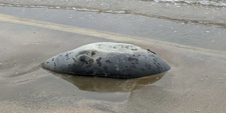 На берегу Каспийского моря в Казахстане нашли более 100 погибших тюленей
