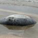 На берегу Каспийского моря в Казахстане нашли более 100 погибших тюленей