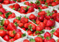 На рынках стала появляться первая молдавская клубника. Цены стремительно падают