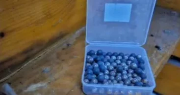 Мужчина в Констанце занимался пытками кошек: полиция задержала живодера