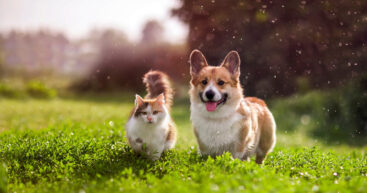 Инфографика: собаки против кошек в странах Европы