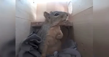 Хватаются за сердце, как люди: как разные животные реагируют на гром