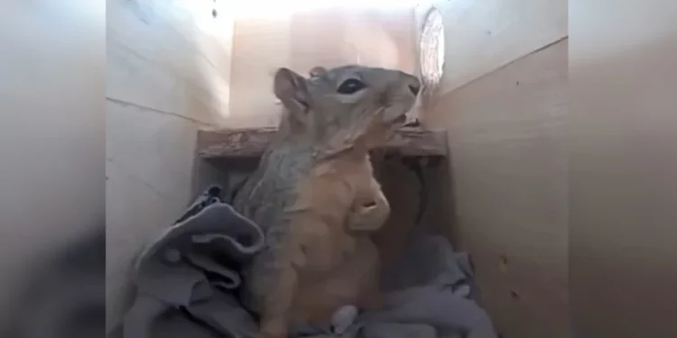 Хватаются за сердце, как люди: как разные животные реагируют на гром