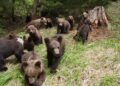 Расплодились. Популяция медведей в Румынии в 3 раза превышает норму