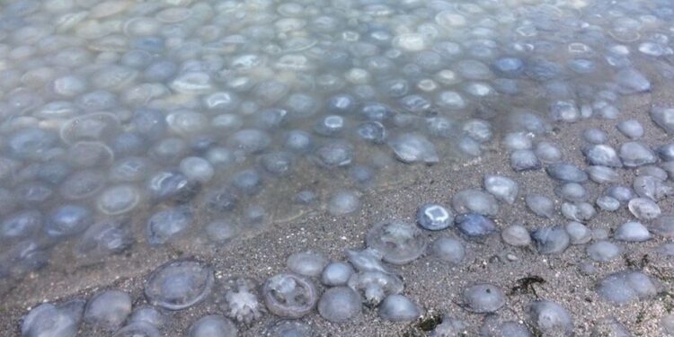 Медузы парализовали крупнейшую АЭС Западной Европы