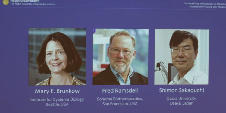 Нобелевскую премию по физиологии и медицине – 2025 присудили за исследования иммунитета