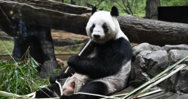 Панды возвращаются в Китай: в Токио простились с любимцами публики