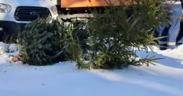 Новогодние елки будут переработаны