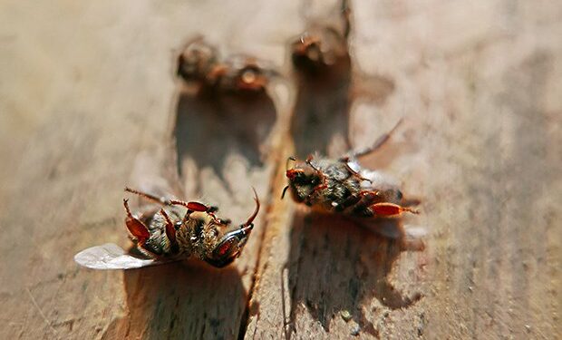 В США бьют тревогу: популяции пчёл стремительно сокращаются по всей стране