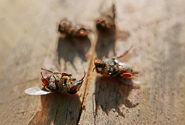 В США бьют тревогу: популяции пчёл стремительно сокращаются по всей стране