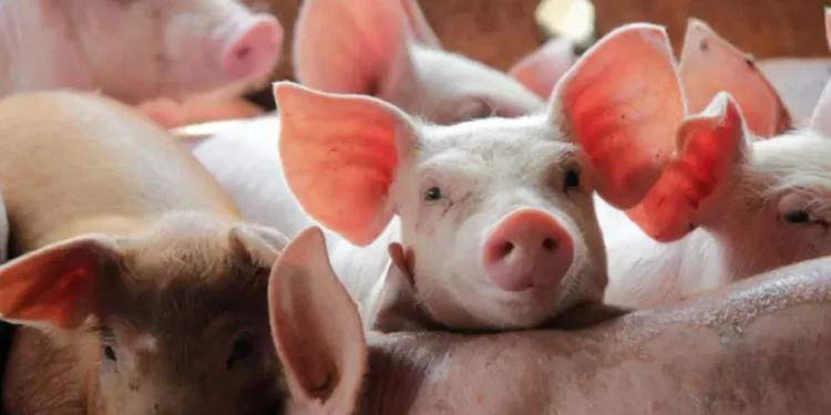 Очаги африканской чумы свиней выявлены в Калараше, Чимишлии и Резине перед Рождеством