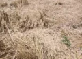 Молдова снова проиграла грозам: пострадали пшеничные поля и сады