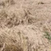 Молдова снова проиграла грозам: пострадали пшеничные поля и сады