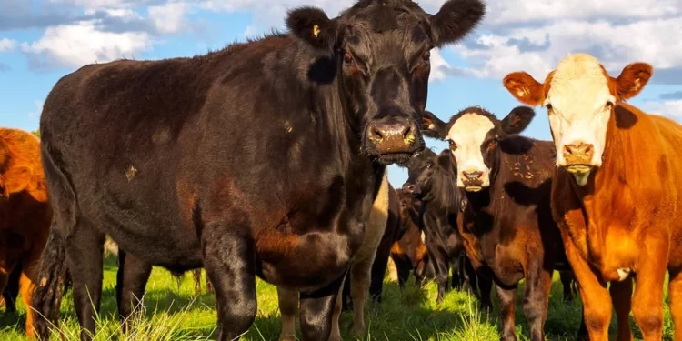 «Золотой век» против современных реалий: Почему фермеры США спорят о массовой вакцинации скота?