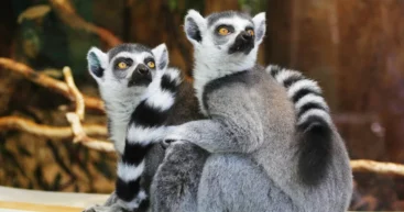 Лемурам Мадагаскара грозит вымирание: исследователи выяснили неожиданную причину