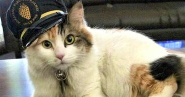 Кошку Йонтаму назначили новым смотрителем ж/д станции в Японии