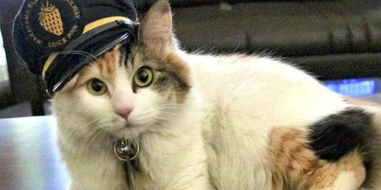 Кошку Йонтаму назначили новым смотрителем ж/д станции в Японии