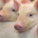 В Молдове зафиксированы вспышки африканской чумы свиней и бешенства