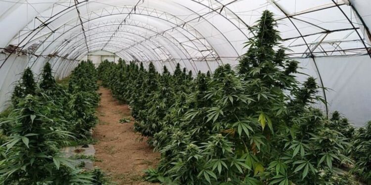 Страшенский район: у мужчины обнаружили две теплицы с каннабисом: изъято 14 кг наркотиков