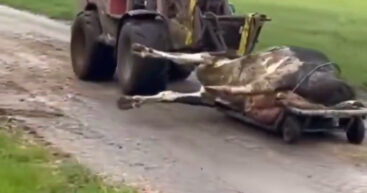 В Дании начали расследование после сообщений о гибели коров, получавших кормовую добавку Bovaer