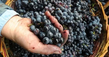 Осень против урожая: как октябрьские дожди портят молдавские фрукты