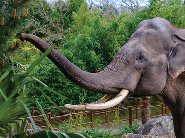 Information: The Lands of Nataé: at the heart of the animal world