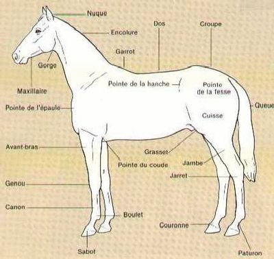 Zelda enregistrer cheval squelette