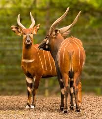 Bongo enregistrer