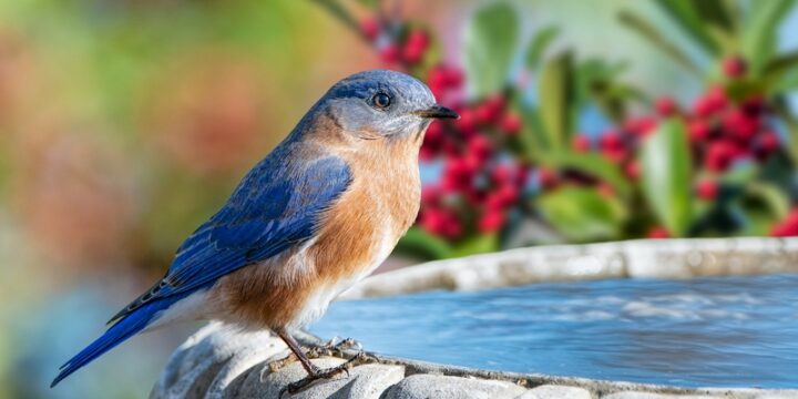 Significado y Simbolismo del Pájaro Azul