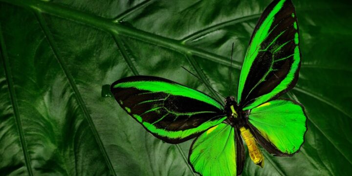 17 significados de la mariposa verde