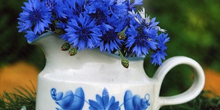 Significado de las flores azules: su simbolismo