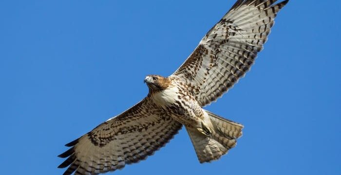 Simbolismo y Significado del Halcón
