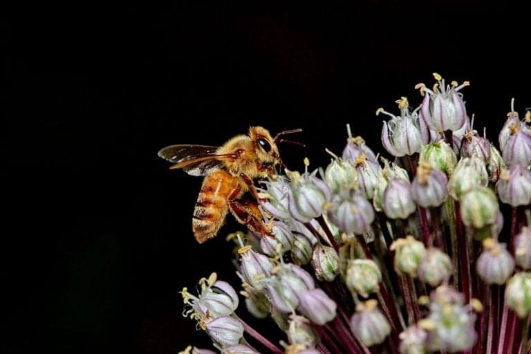 Simbolismo y significado de las abejas