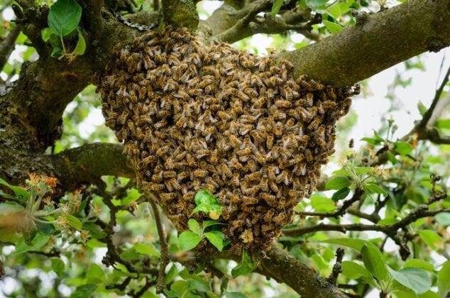 Simbolismo y significado de las abejas Trabajo en equipo de abejas