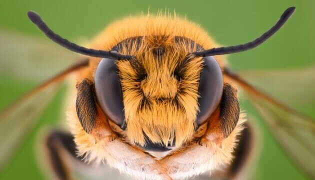 Simbolismo y significado de las abejas