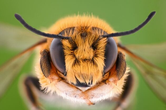 Simbolismo y significado de las abejas Simbolismo y significado de las abejas
