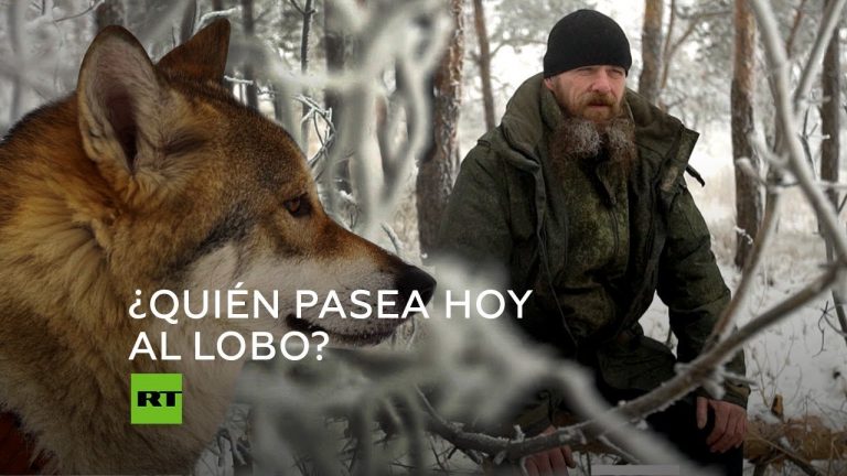 Se puede domesticar un lobo | Actualizado junio 2023
