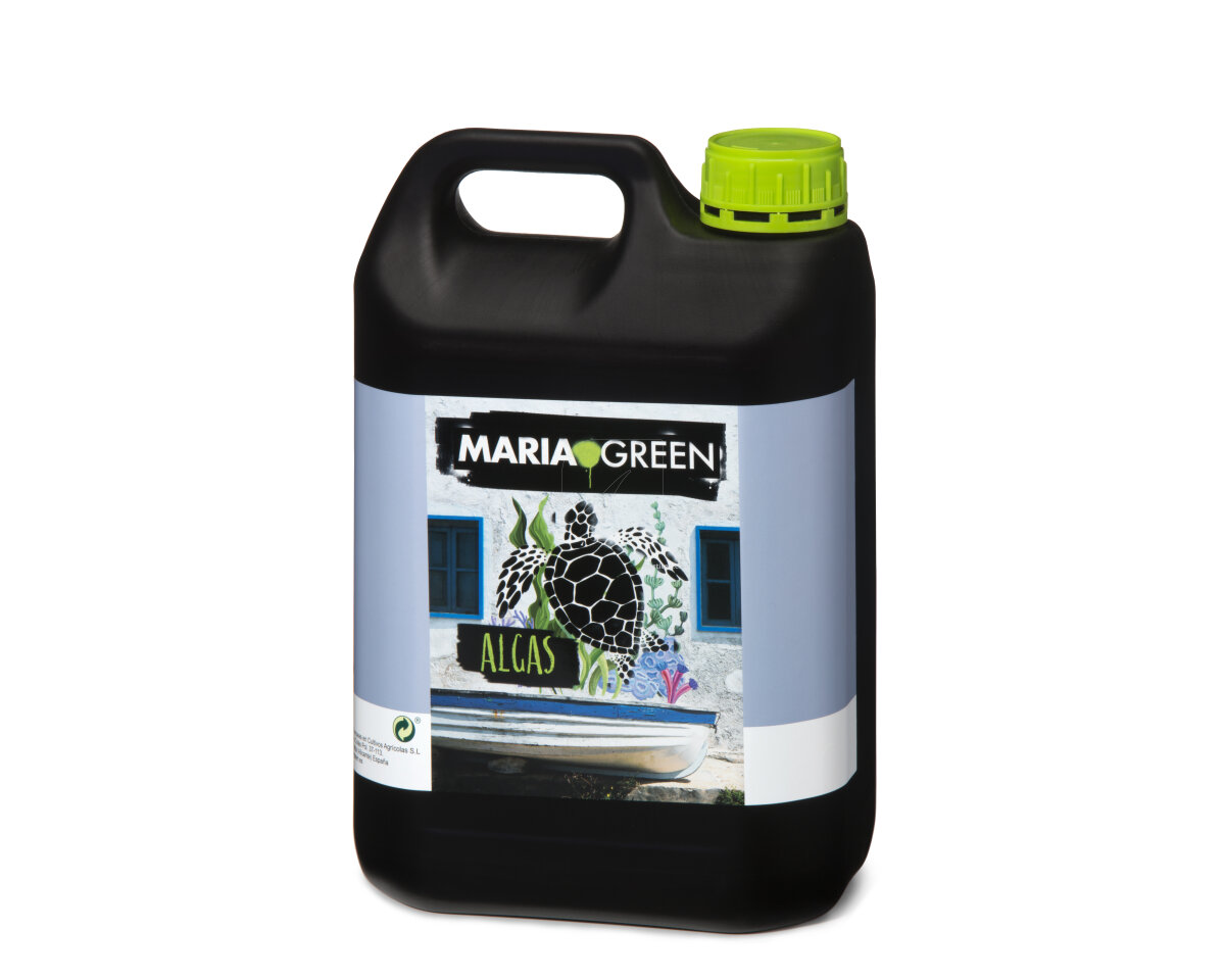 Huano Maria Green — imagen 3
