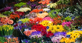 Fleuriste1