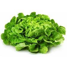 Salade Feuille de Chêne Blonde, la pièce