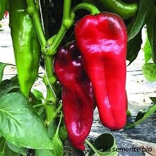 Poivron Cono di Toro Rouge (sachet 1 kg)